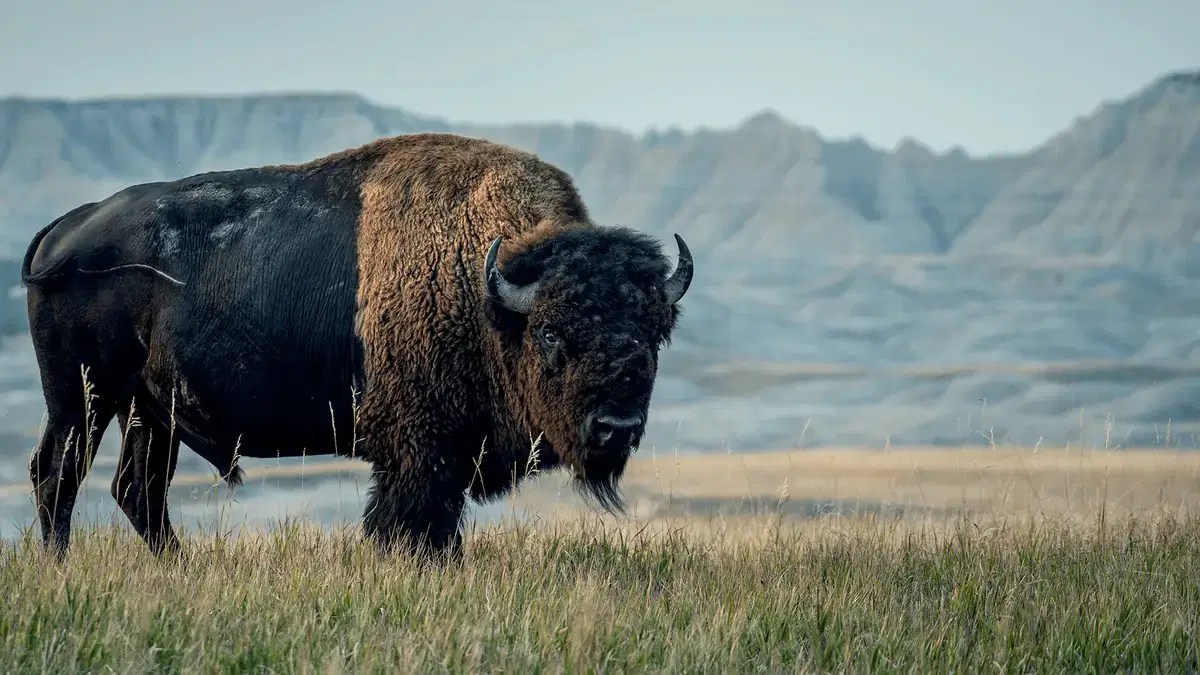 American bison standing in grassland with badlands in the background