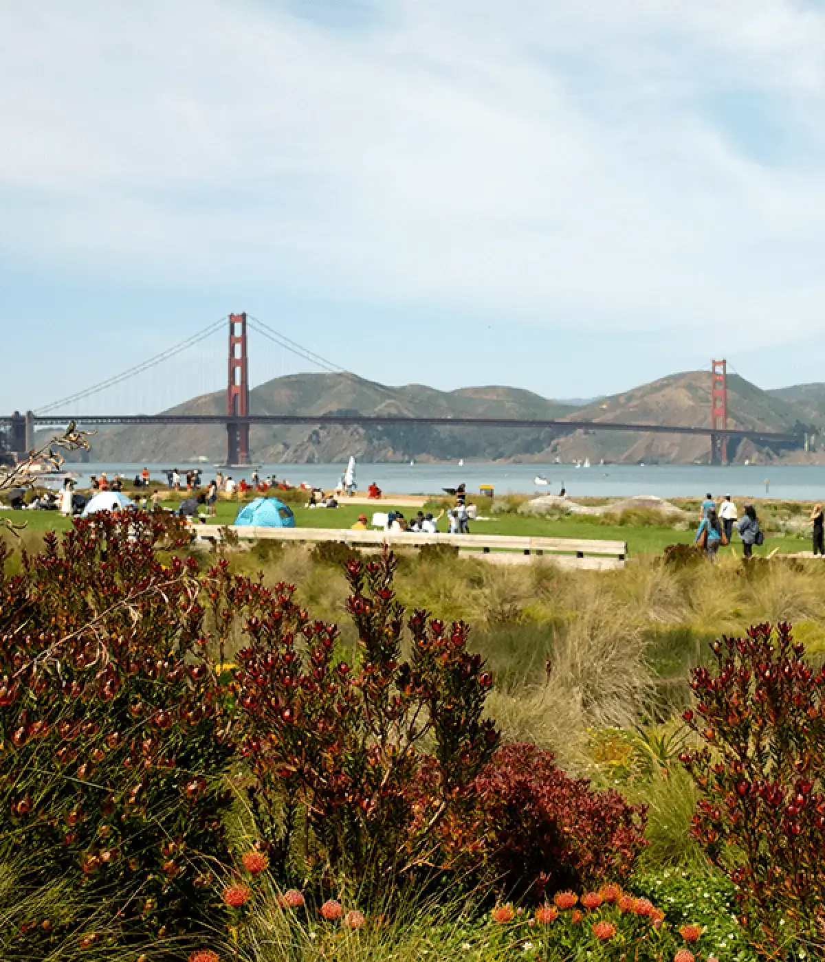 Golden Gate Bridge seen from a waterfront park with flowers in the foreground