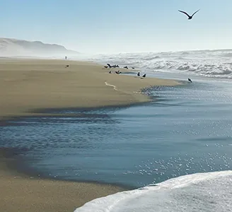 Seagulls on a wide sandy beach